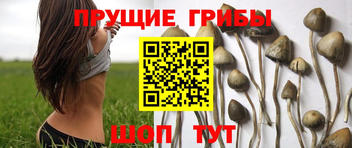 где можно купить наркотик  Боровичи  Галлюциногенные грибы MAGIC MUSHROOMS 